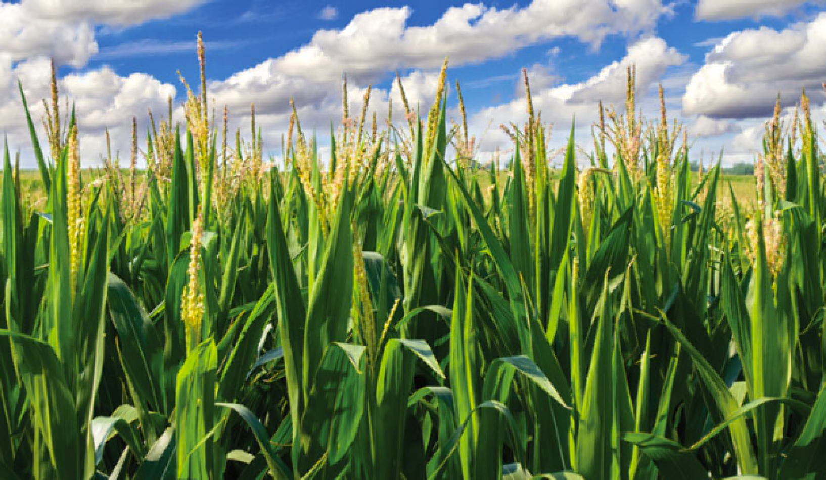 QUIMILI, SANTIAGO DEL ESTERO CAMPO MIXTO 3000 HECT SOBRE RUTA