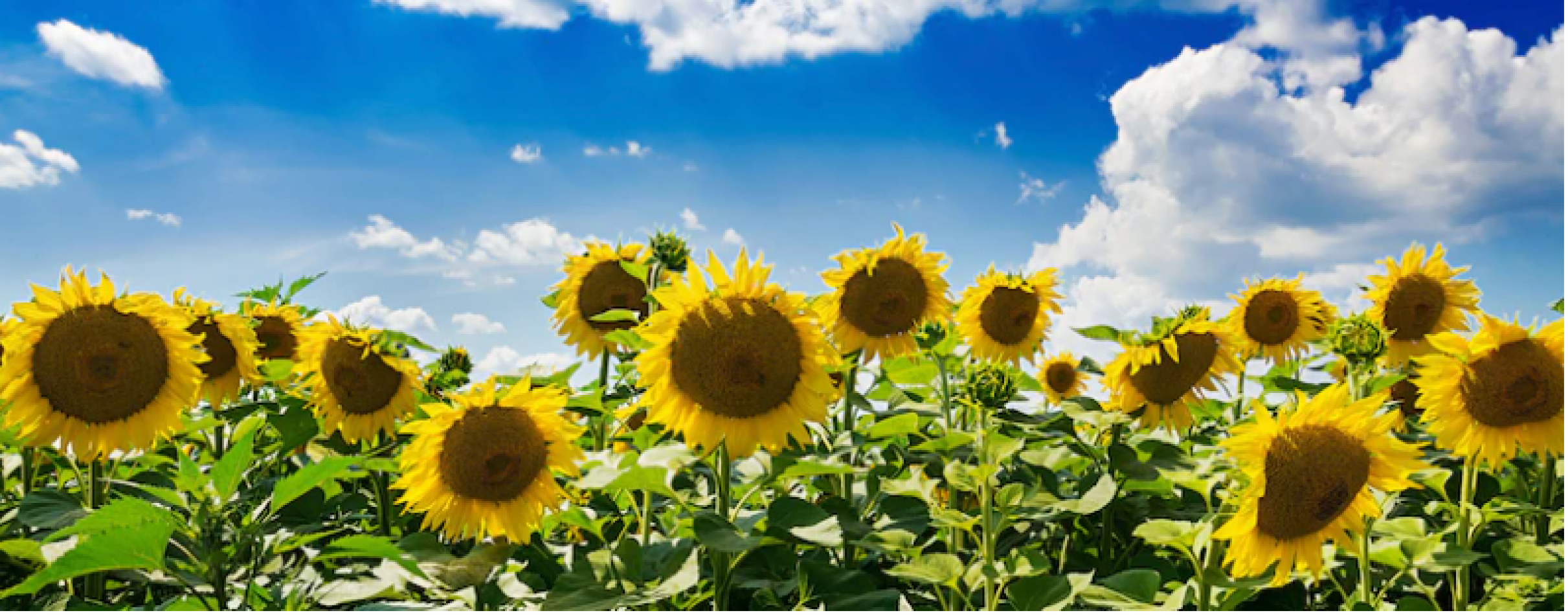 VILLA MINETTI , SANTA FE. 927 HECTAREAS MIXTAS. VENTA A TRANQUERA CERRADA